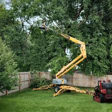 How Our Tree Care Process Works  in Langdon, ND